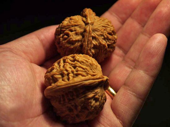 Walnuts Small Matched Pair White Lion 35mm x 31mm 5