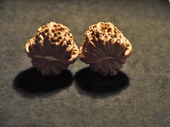 Walnuts Small Matched Pair White Lion 35mm x 31mm 7