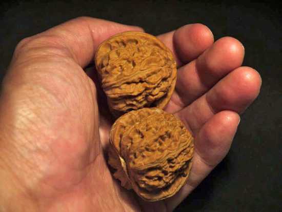 Walnuts Small Matched Pair White Lion 35mm x 31mm 8