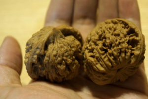 Walnuts, Matched Pair, Scholars Hat 46mm x 39mm 04