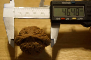 Walnuts, Matched Pair, Scholars Hat 46mm x 39mm 07