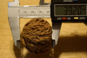 Walnuts, Matched Pair, Scholars Hat 46mm x 39mm 08