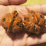 Walnuts, Matched Pair, Owl Carving 01