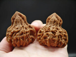 Walnuts, Pair of Matched Rare Gourd Shaped Netsuke 01