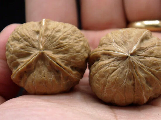 Walnuts, Pair of Matched Three Faced Petite Yunnan Iron 30mm 03